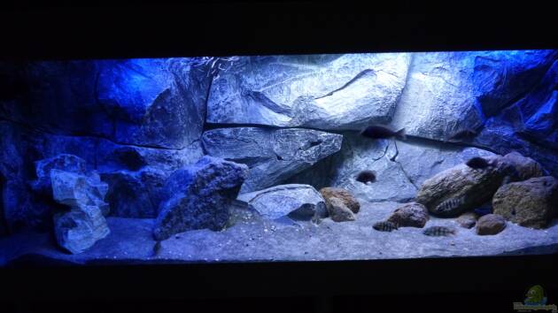 Zum Beispiel Placidochromis Dream aufgelöst