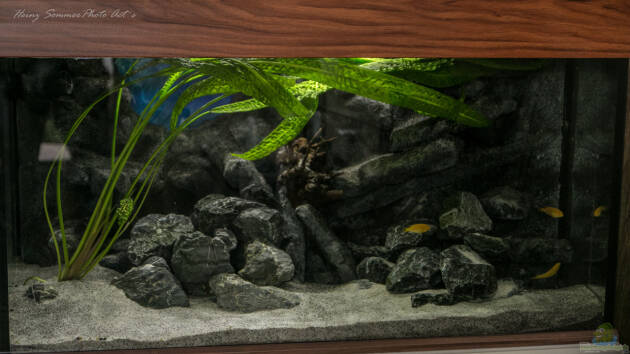 Zum Beispiel The Rock