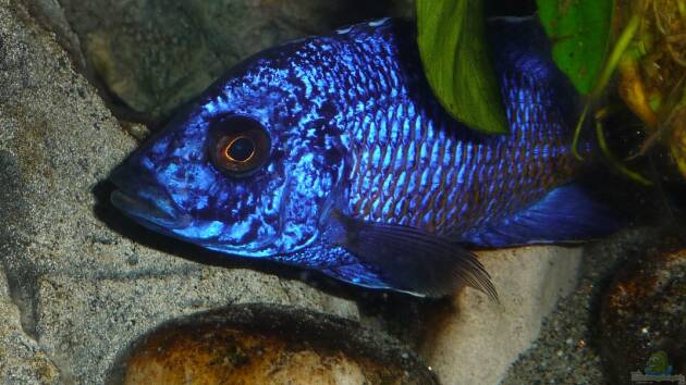 Zum Beispiel Ybbstal meets Malawi