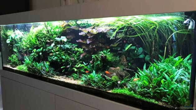 Zum Beispiel Wild World(Restart)