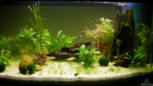 Zum Beispiel Becken 4694