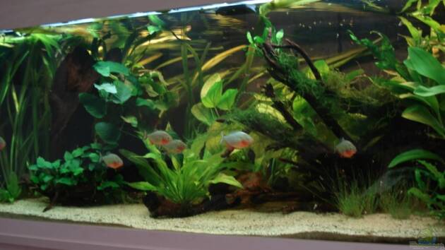 Zum Beispiel Becken 5206