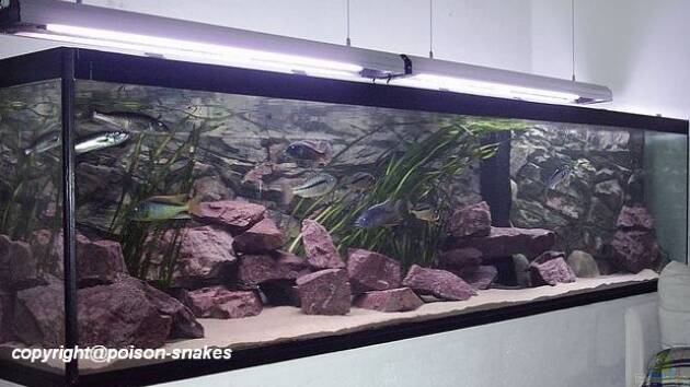 Zum Beispiel Hunters of Malawi (aufgelöst)