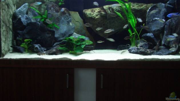 Zum Beispiel Becken 6141