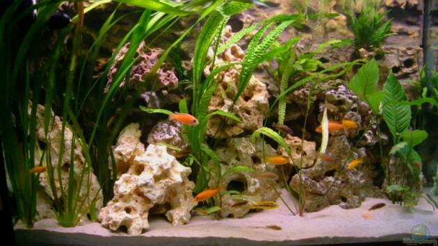 Zum Beispiel Becken 6244