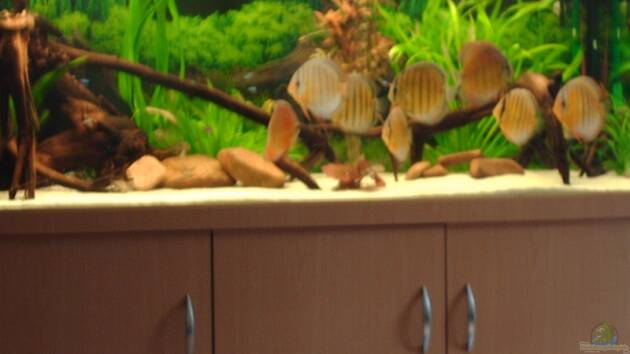 Zum Beispiel Becken 6282