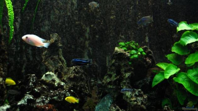 Zum Beispiel Becken 633