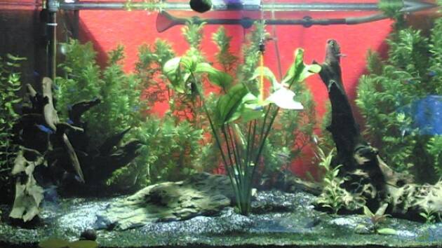 Zum Beispiel Becken 6491