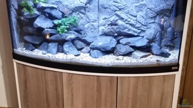 Zum Beispiel Tanganjika Pfütze