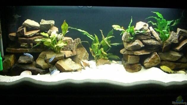 Zum Beispiel Becken 6688