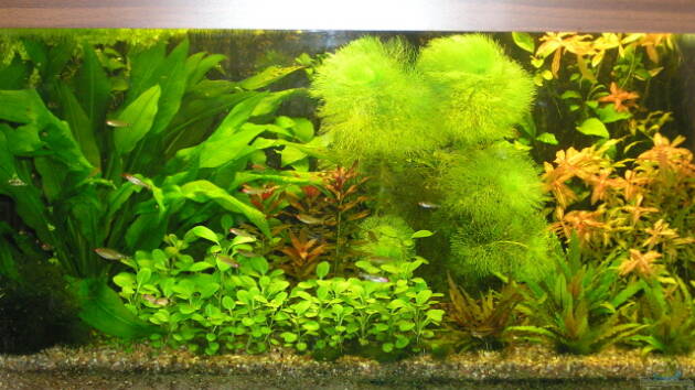 Zum Beispiel Becken 6721