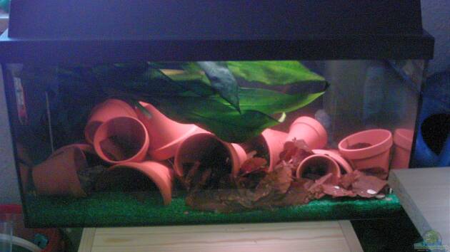 Zum Beispiel Becken 7999