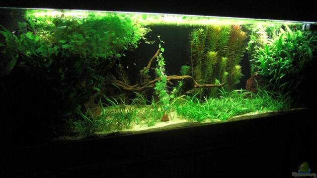 Zum Beispiel Becken 9098