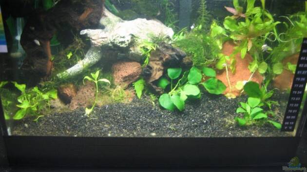 Zum Beispiel Becken 9559