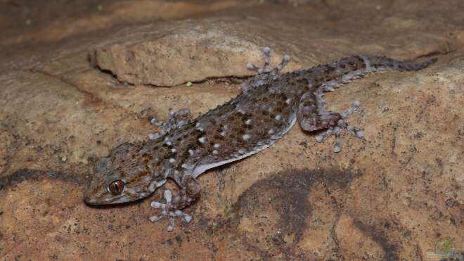 Chondrodactylus bibronii - Bibron-Gekko: Alle Infos