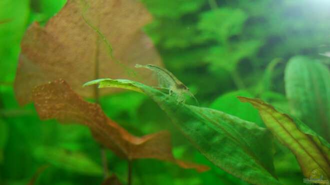 Caridina multidentata - Amano-Garnele: Alle Infos