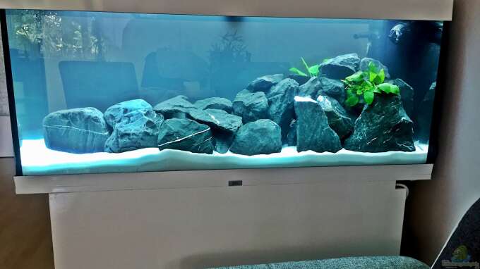 Aquarium von DannySea (33076): Erste Malawi Becken