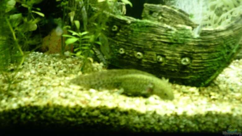 Ambystoma mexicanum | Axolotl: Alle Infos