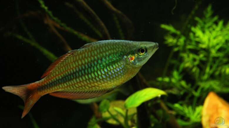 Aquarien mit Regenbogenfische | Einrichtungsbeispiele