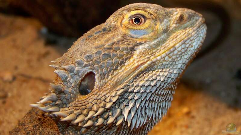 Wann halten Bartagame Winterruhe - Pogona Vitticeps Slnk.html