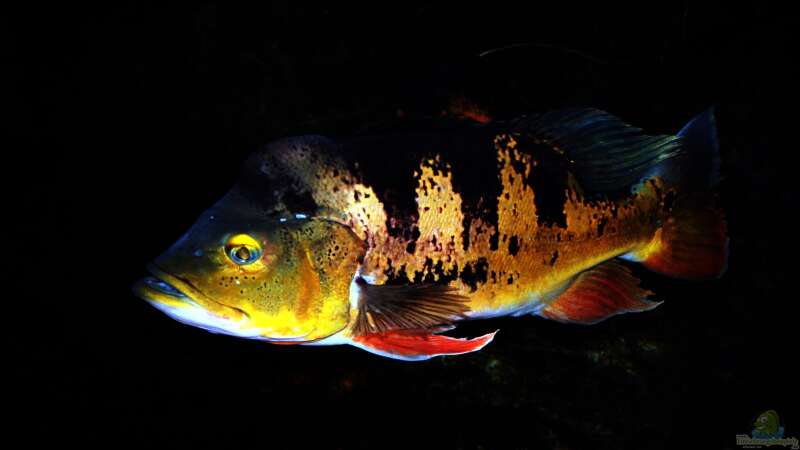 Die Giganten des Aquariums: Tropische Raubfische, die nur in großzügigen Becken gedeihen!