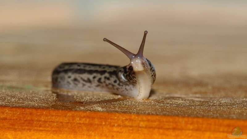 Das faszinierende Leben der Tigerschnecke im Terrarium: Ein buntes Abenteuer unter der Schale