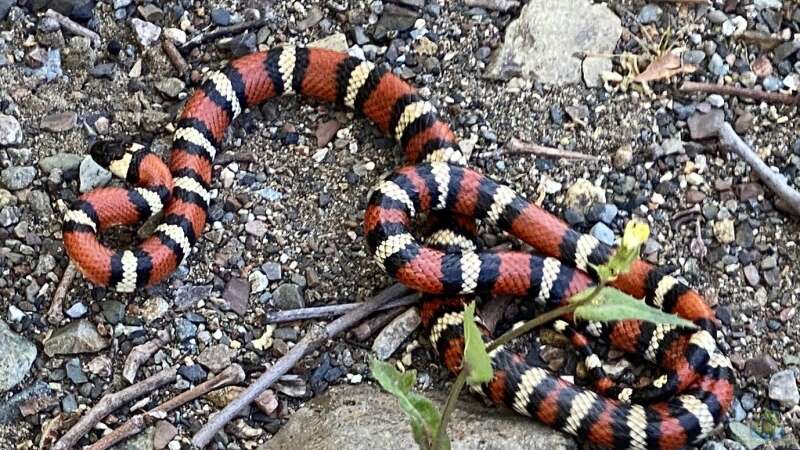 Die Königsnattern der Gattung Lampropeltis: Meister der Tarnung und Eleganz