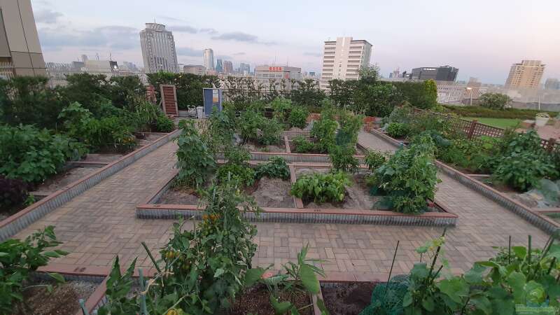 Urban Gardening: Grüne Oasen mitten in der Stadt