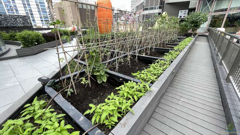 Urban Gardening: Grüne Oasen mitten in der Stadt