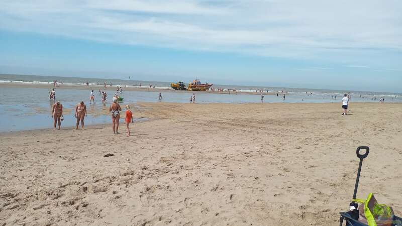 Öffentliche Aquarien: Ein Tauchgang durch die Nordsee