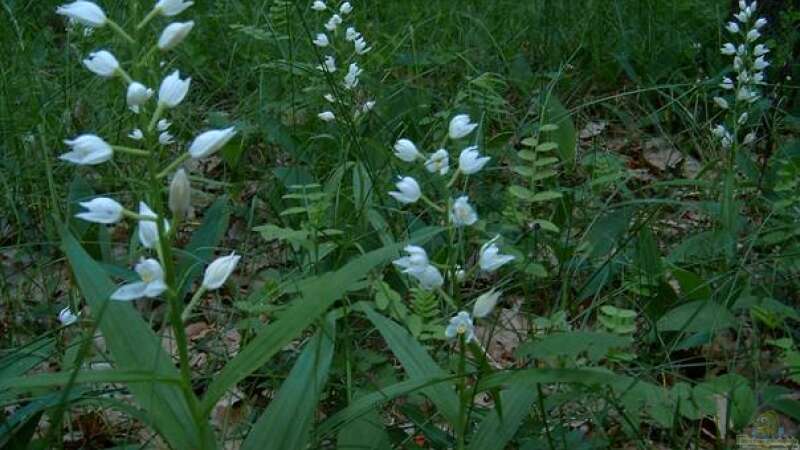 Heimische Orchideen im Garten: Welche Arten sind erlaubt und geeignet?