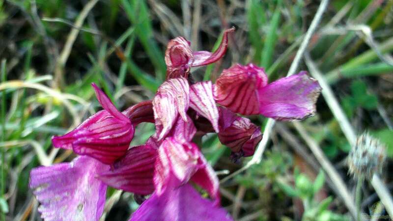 Heimische Orchideen im Garten: Welche Arten sind erlaubt und geeignet?