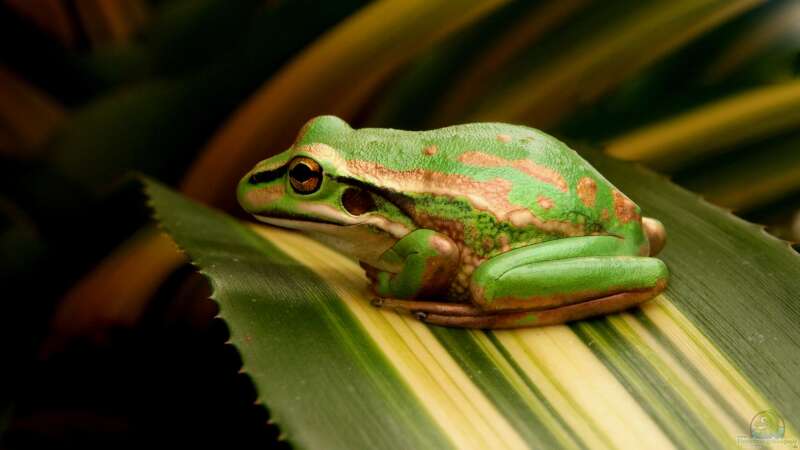 Kröte oder Frosch: Wer quakt denn da?