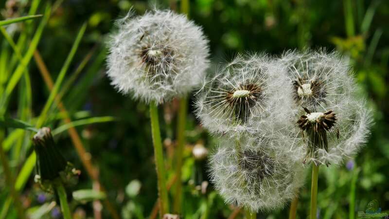 Löwenzahn: Unkraut oder Heilpflanze?