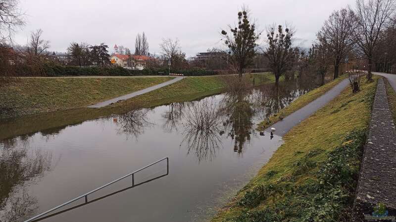 Hochwasser: Was ist für den Gartenteich zu beachten?