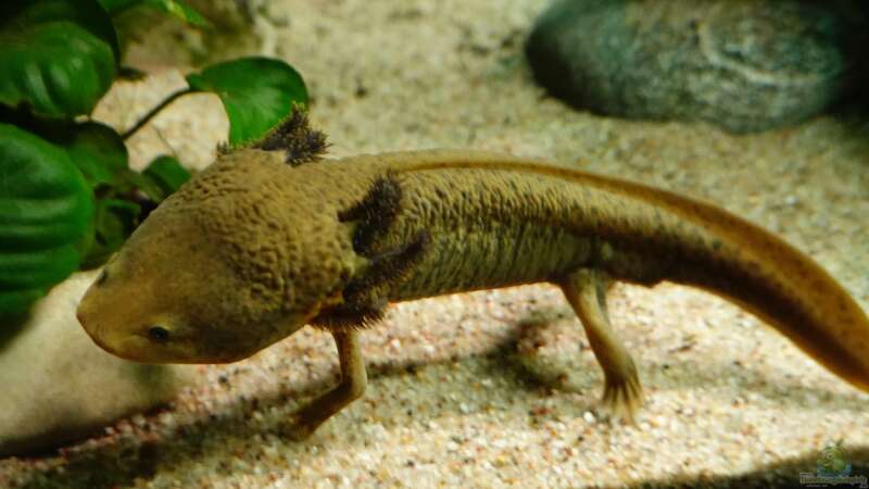Wie kann das Axolotl-Aquarium im Sommer gekühlt werden?