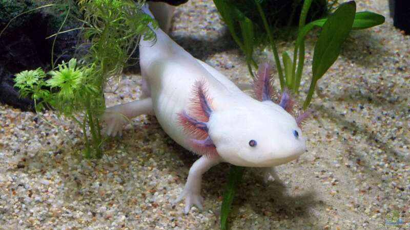 Wieso sind Axolotl vom Aussterben bedroht?