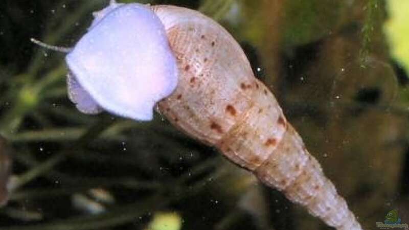 Welche Schnecken können ins Garnelenaquarium?