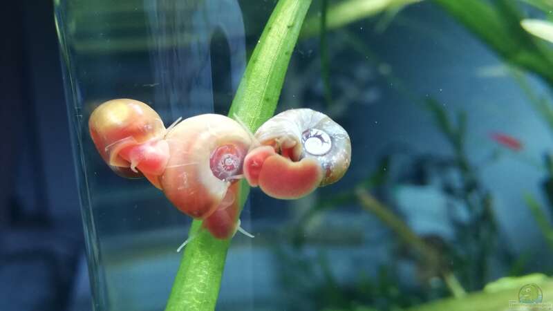 Woher kommen die Mini-Schnecken im Aquarium?