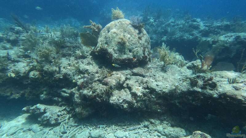 Wie entsteht ein Korallenriff?