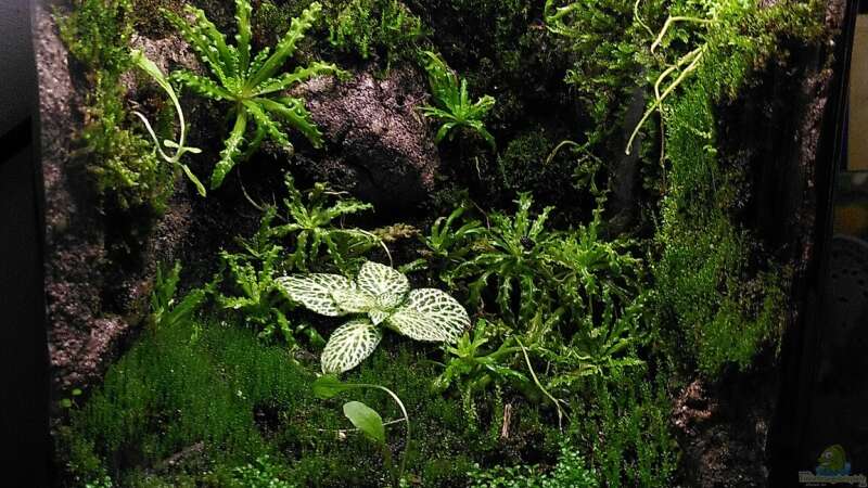 Welche Pflanzen eignen sich für ein Mini-Terrarium?