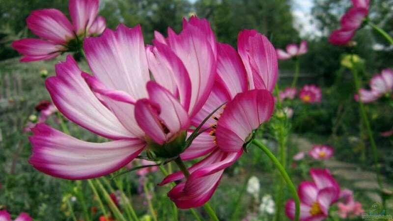 Schmuckkörbchen: Geniale Lückenfüller im Blumenbeet