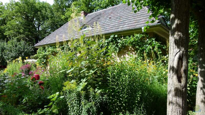 Biodiversität mit Garten und Teich verbessern 