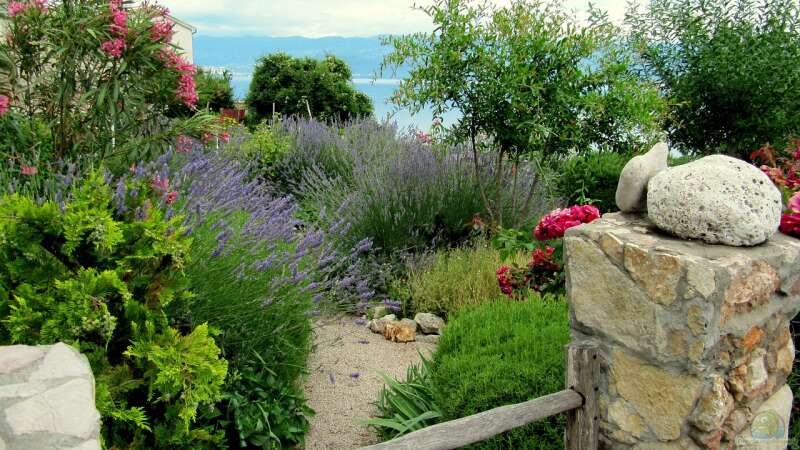 Mediterrane Gartengestaltung: Welche Pflanzen sind geeignet?