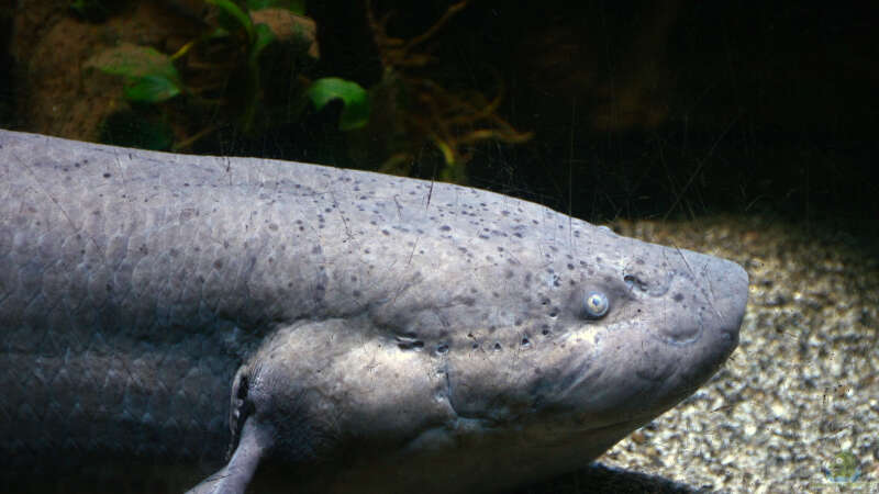 Wie lange können Fische ohne Wasser überleben?