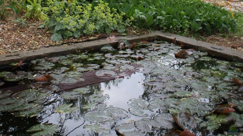 Verdunstung oder Loch im Teich?