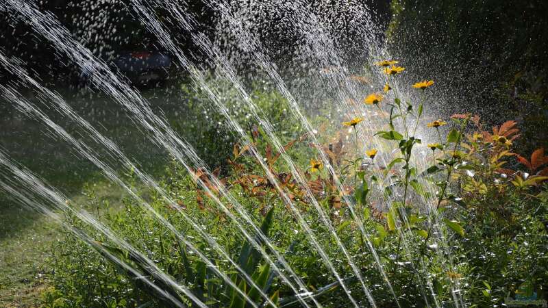 Wasser sparen: Die Hitze des Sommers ressourcenschonend überstehen