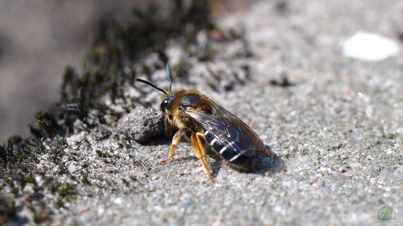 Ein Sandarium anlegen: Den Insekten etwas Gutes zun