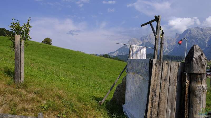 Abkühlung im Sommer: Eine Gartendusche bauen