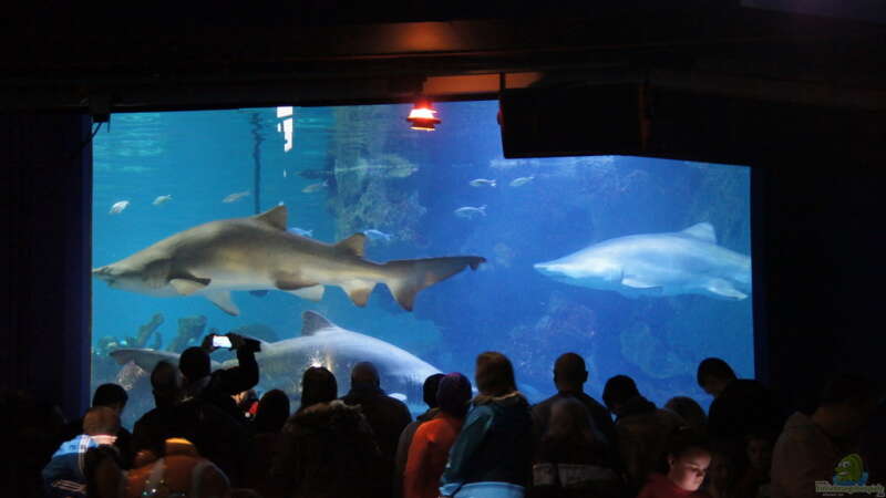 Urlaubstipp: Aquarium Blue Planet in Kopenhagen